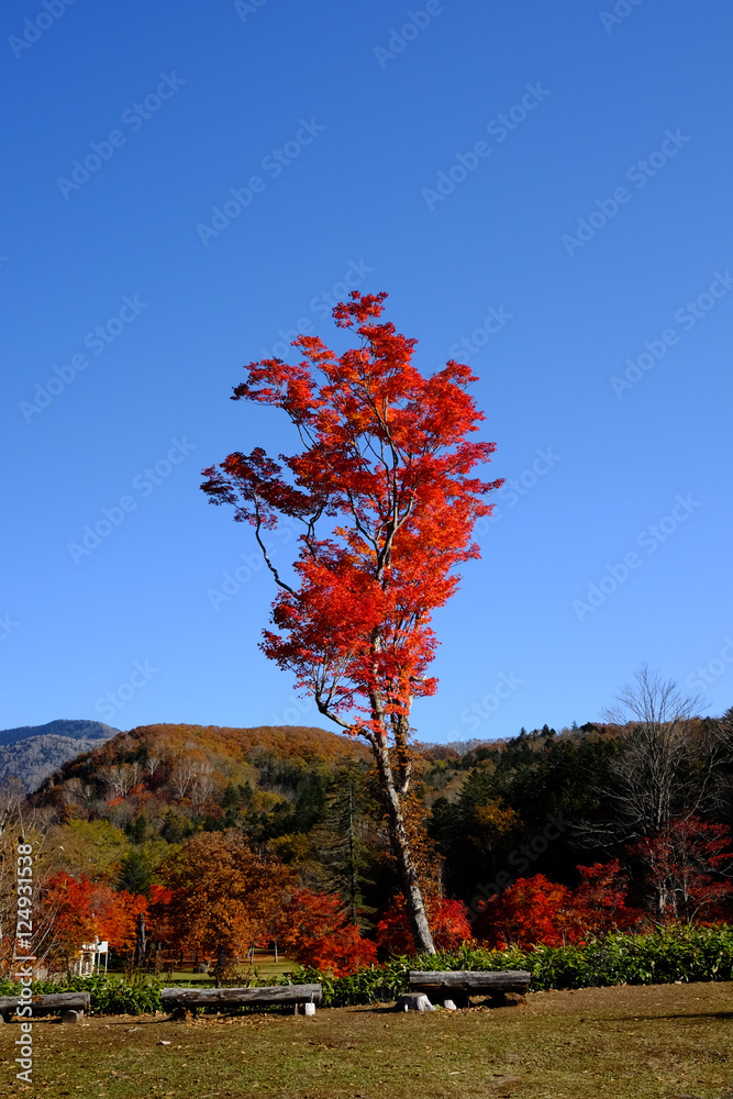 Obraz premium 紅葉