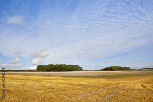 copse and stubble field