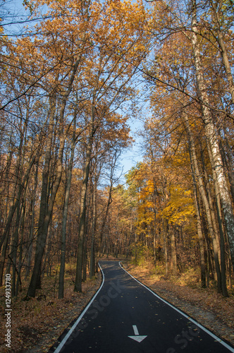 Road in the autumn forest