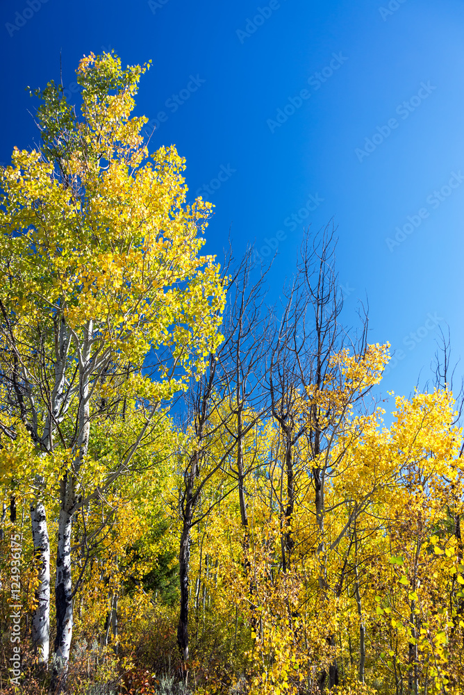 Yellow Foliage and Blue Sky