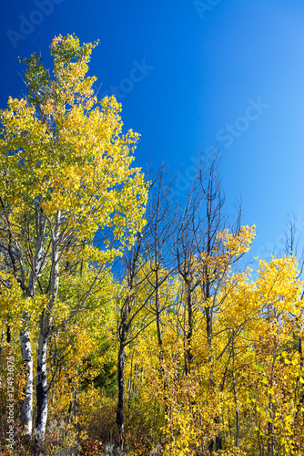 Yellow Foliage and Blue Sky