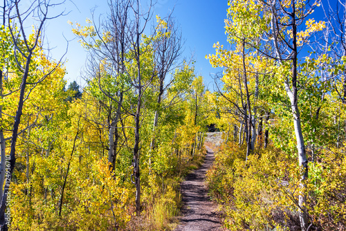 Trail and Aspen Trees