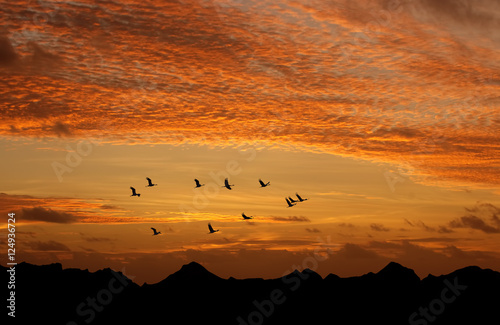 Bright sky on sunset or sunrise with flying birds natural backgr