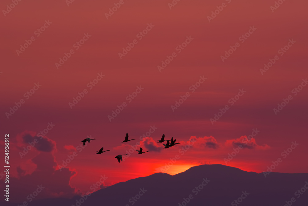 Migratory birds flying over red sunset