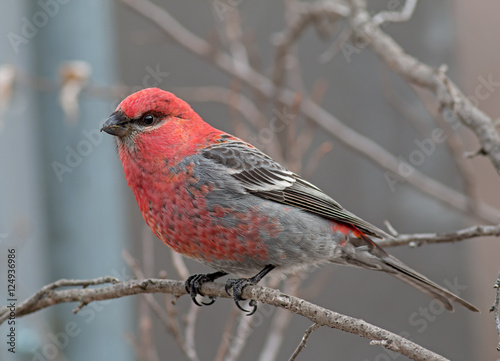 Pine Grosbeak - male