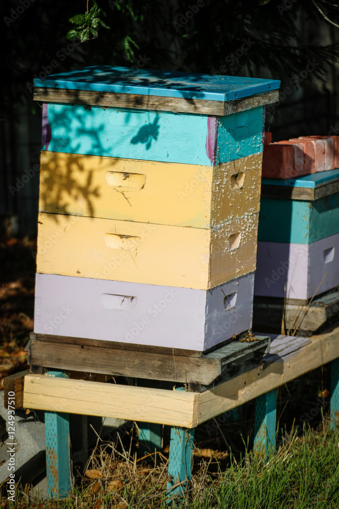 Animals: Bee hive Animals: Bee hive