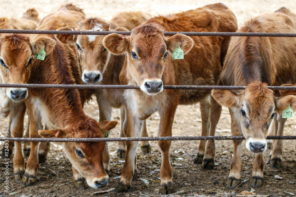 Obraz Animals: Young heifer cows