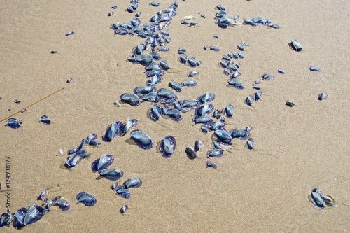 Blue jellyfish photo