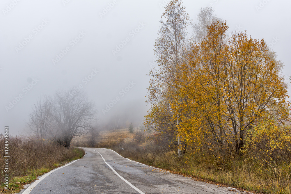 Autumn landscape with road and yellow leafs of Birch, Vitosha Mountain, Sofia City Region, Bulgaria Autumn landscape with road and yellow leafs of Birch, Vitosha Mountain, Sofia City Region, Bulgaria