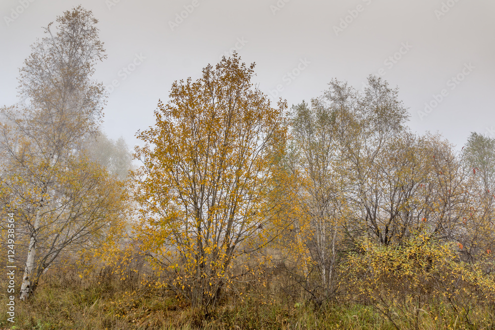 Autumn landscape of forest, Vitosha Mountain, Sofia City Region, Bulgaria