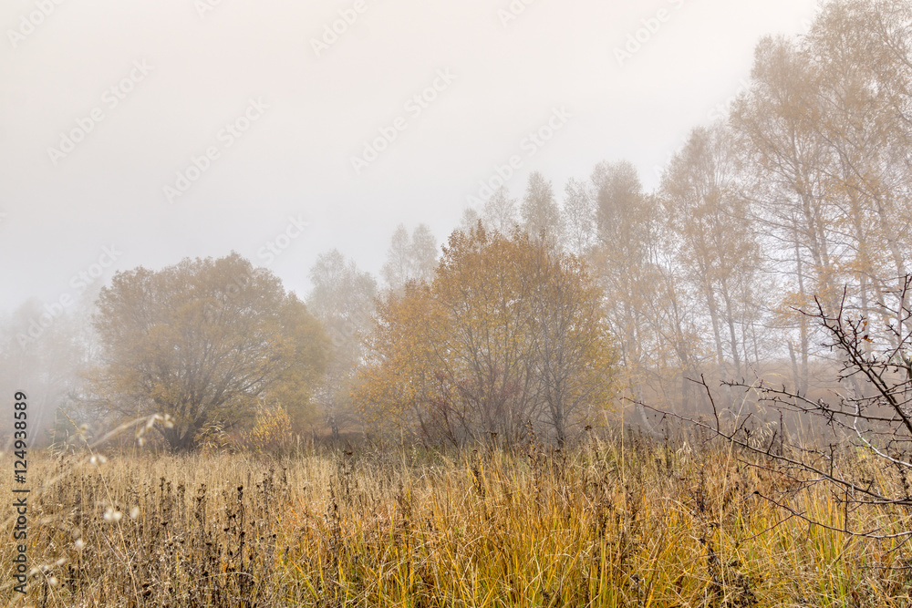 Autumn landscape of forest with fog, Vitosha Mountain, Sofia City Region, Bulgaria Autumn landscape of forest with fog, Vitosha Mountain, Sofia City Region, Bulgaria