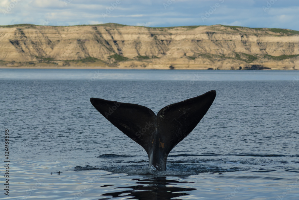 Fototapeta premium Southern Right whale ,Eubalaena Australis