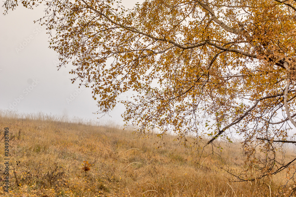 Yellow leafs of Birch and fog,  Vitosha Mountain, Sofia City Region, Bulgaria