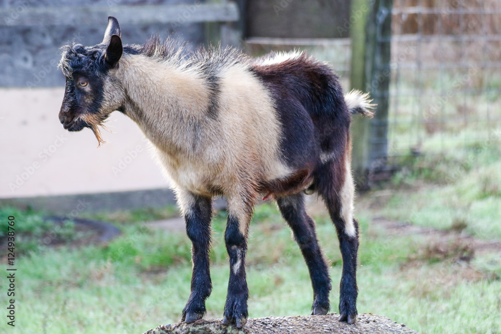 Fototapeta premium Animals: Billy goat