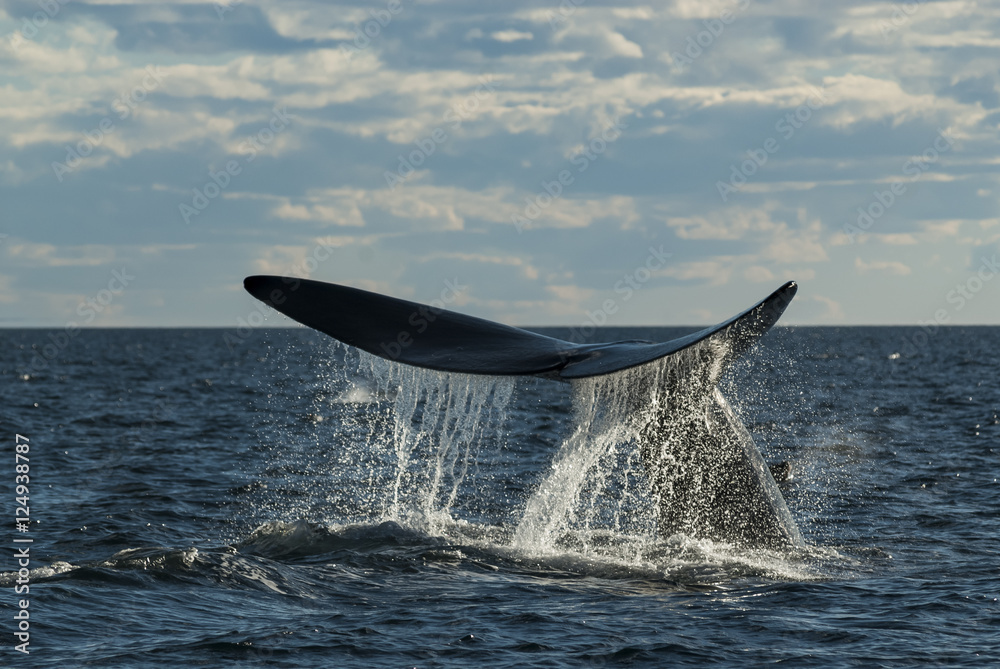Fototapeta premium Southern Right whale ,Eubalaena Australis