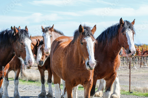 Animals: Clydesdale horses © mbennett