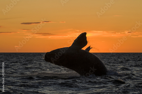Southern Right whale ,Eubalaena Australis
