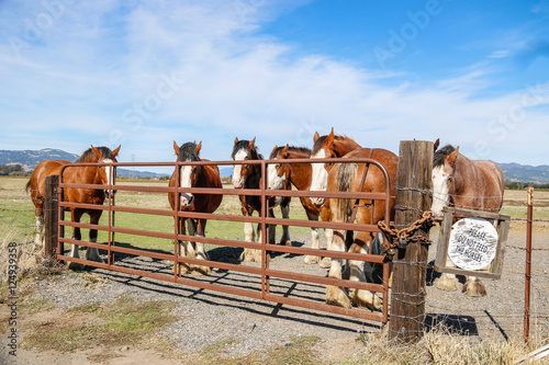 Animals: Clydesdale horses photo