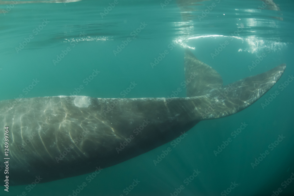 Naklejka premium Southern Right whale ,Eubalaena Australis