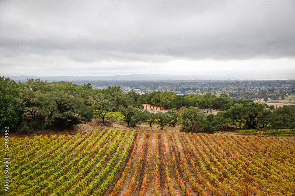 Nature: Winery view in the rain