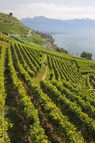 vineyards n coastal road