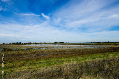 Green marshland and blue California sky