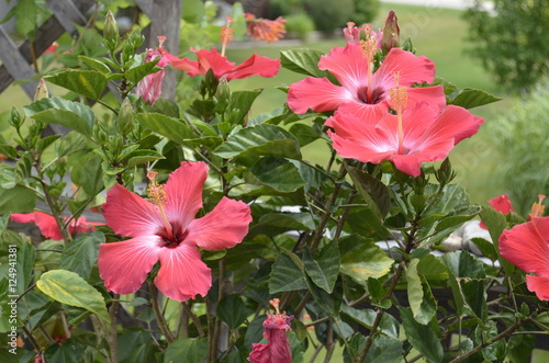 Beautiful Red Hibiscus flowers in the garden