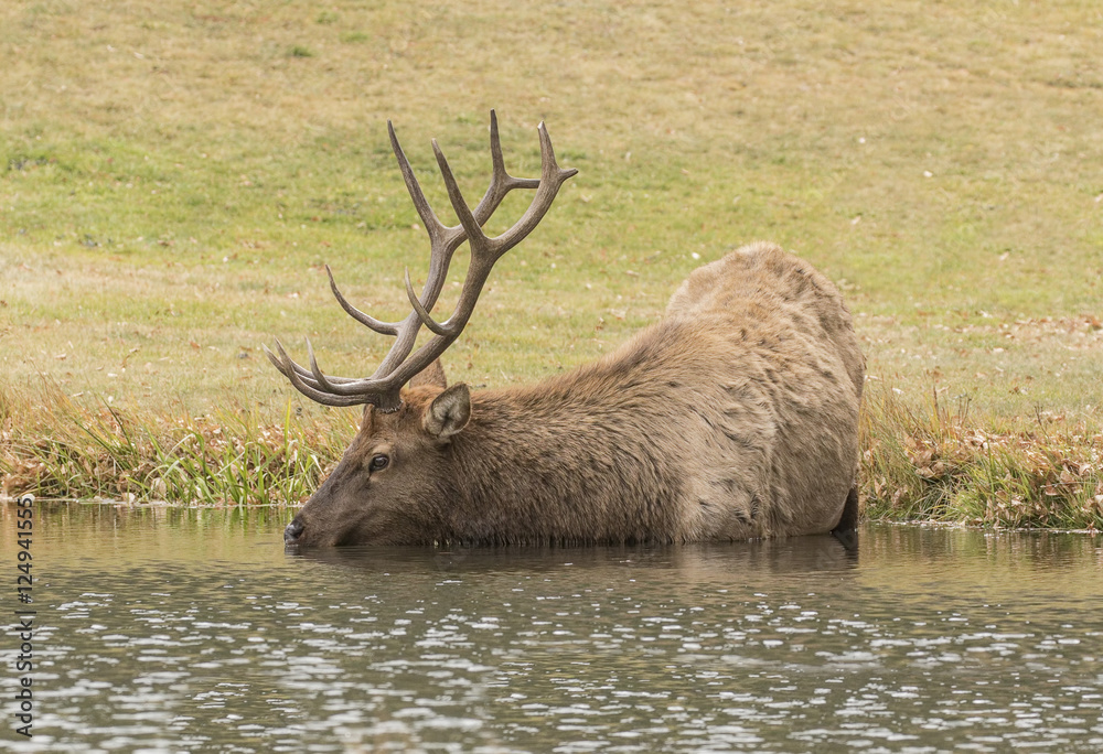A Long Drink - A 6x6 point antler bull elk stretches its neck to get a long drink from the wapiti watering hole. A Long Drink - A 6x6 point antler bull elk stretches its neck to get a long drink from the wapiti watering hole.