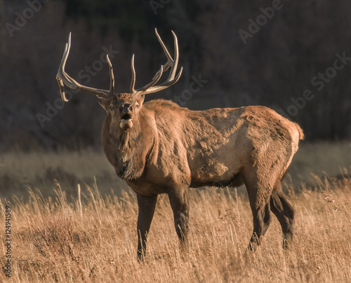 Bugle Boy - A bull elk bugles his readiness to mate and his frustration that the cows seem to be ignoring him