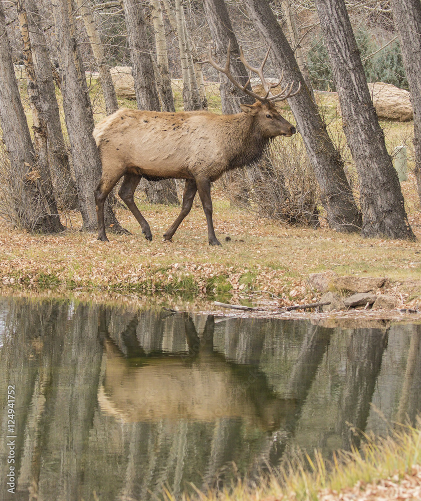 Fototapeta premium Wapiti Walking Reflection - A bull elk strolls along the wapiti watering hole on its way to a bull session.
