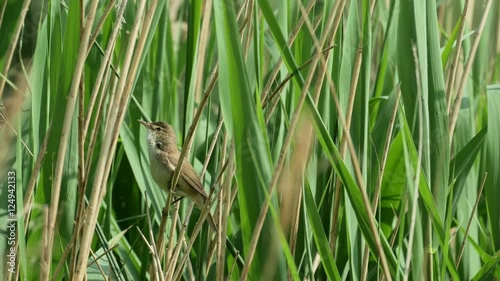 Reed Warbler bird(Acrocephalus scirpaceus) singing from a reedbed