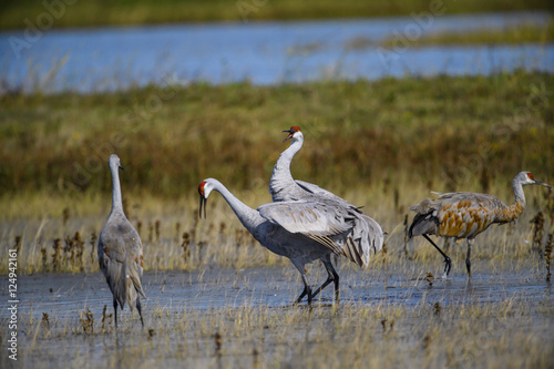 Sandhill Cranes in California on their migration South from Washington