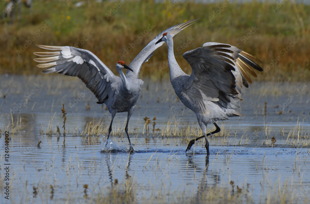 Fototapeta premium Sandhill Cranes in California on their migration South from Washington