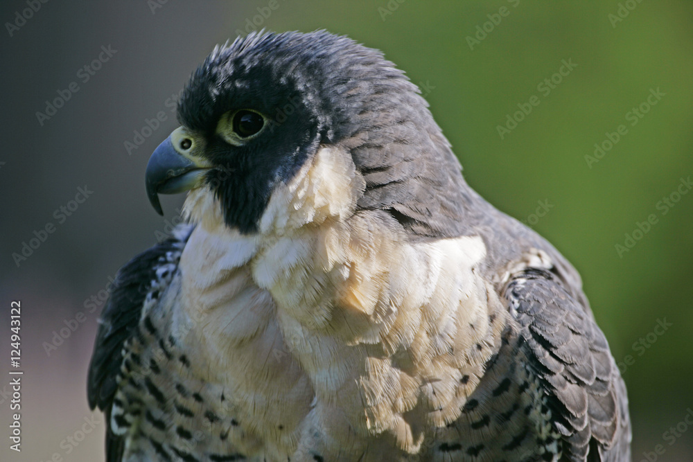 Naklejka premium peregrine falcon