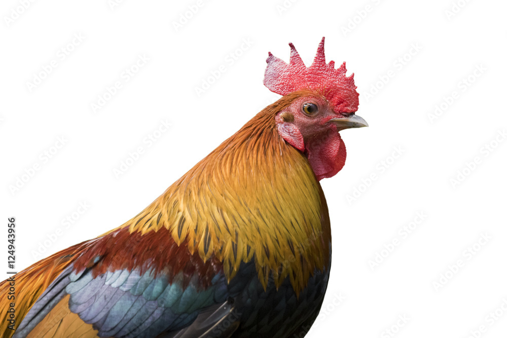 Image of head cock on white background.