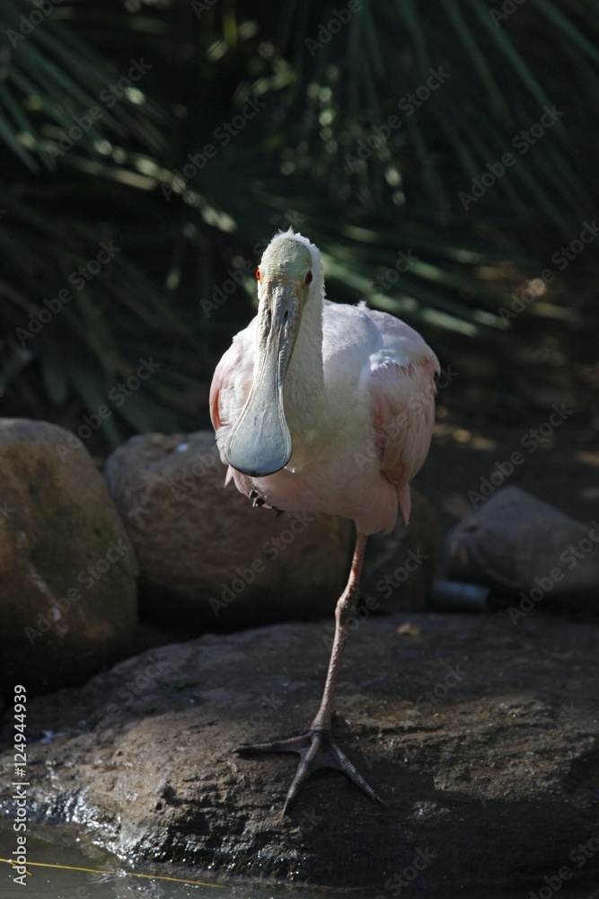 Obraz premium roseate spoonbill