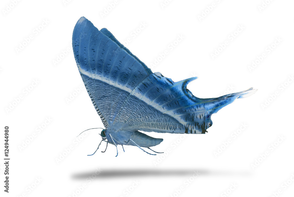 Fototapeta premium Butterfly isolated on white background