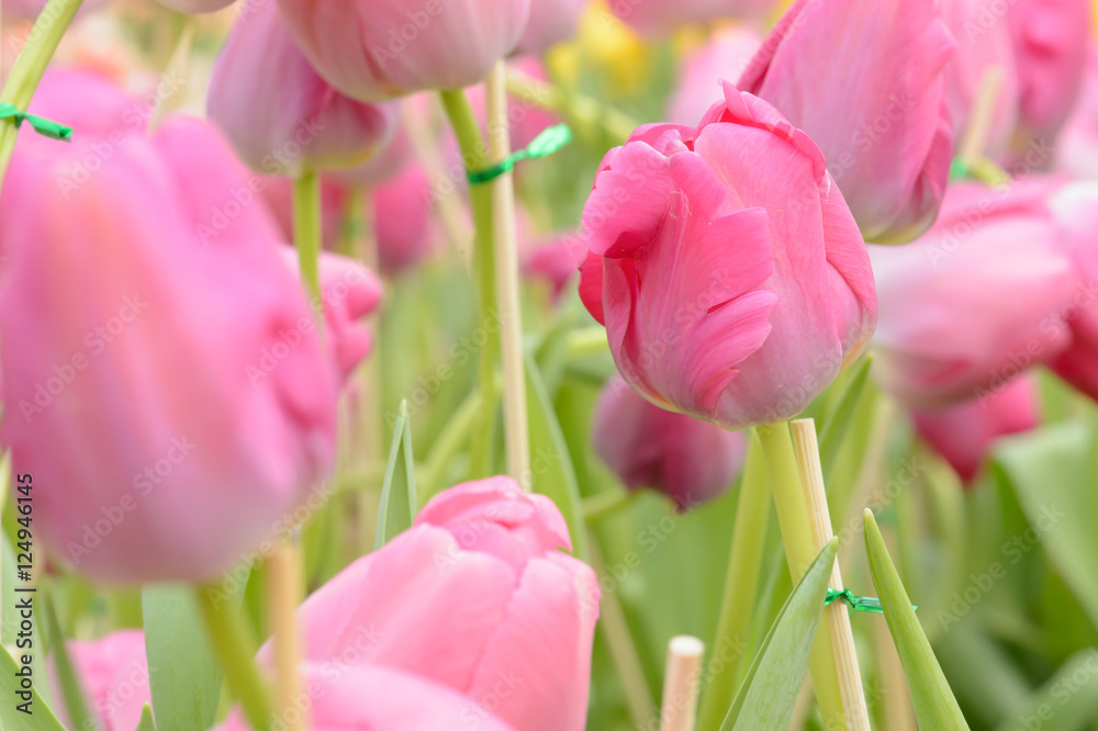 Fototapeta premium colorful tulips. tulips in spring,colourful tulip.