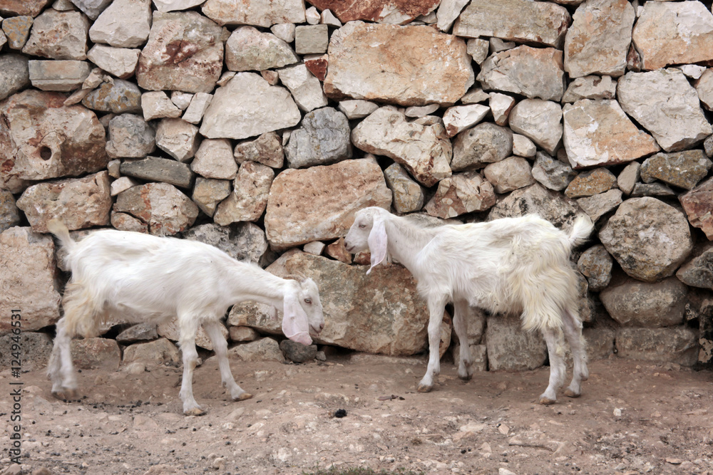long eared white goat long eared white goat