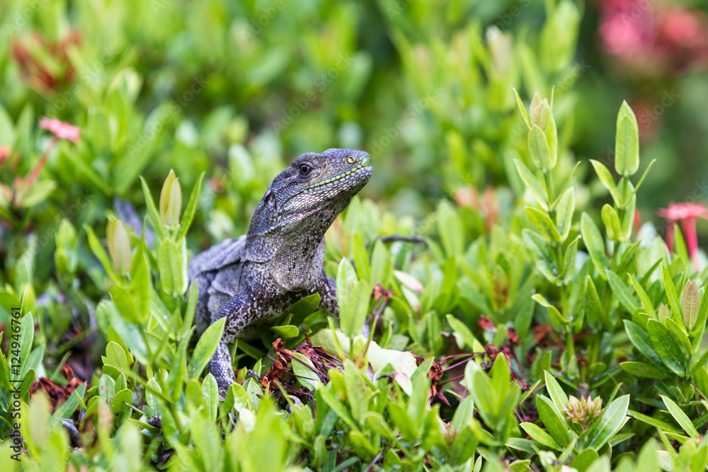 Club tailed iguana - Ctenosaura quinquecarinata. Club tailed iguana - Ctenosaura quinquecarinata.