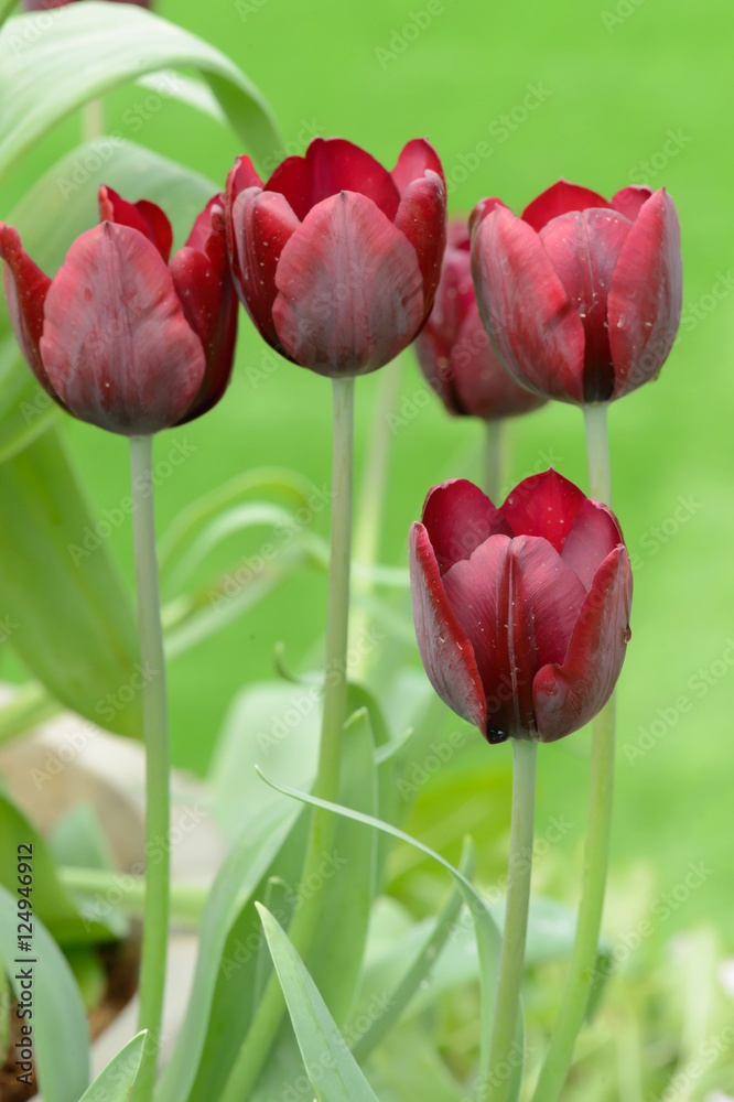 Fototapeta premium colorful tulips. tulips in spring,colourful tulip.
