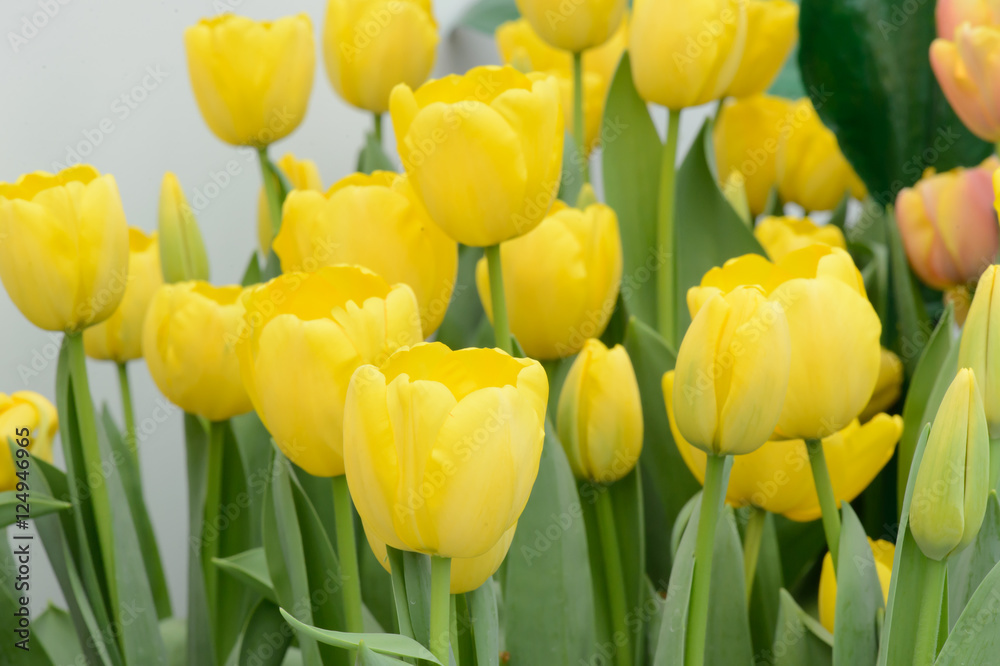 colorful tulips. tulips in spring,colourful tulip. colorful tulips. tulips in spring,colourful tulip.