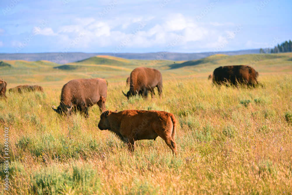 Bison in valley at yellowstone national park Bison in valley at yellowstone national park