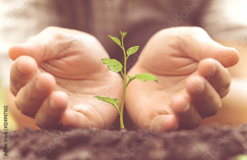 Protect nature. Hands growing and nurturing tree growing on fertile soil / Nature conservation photo