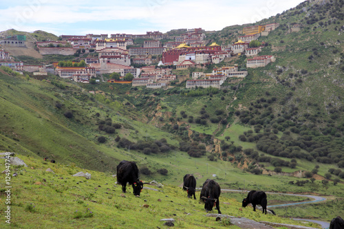 yaks n ganden monastery