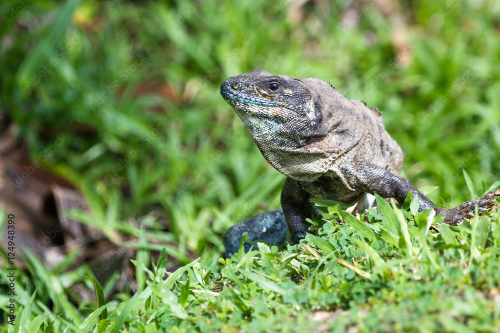 Tropical Iguana in Costa Rica Tropical Iguana in Costa Rica