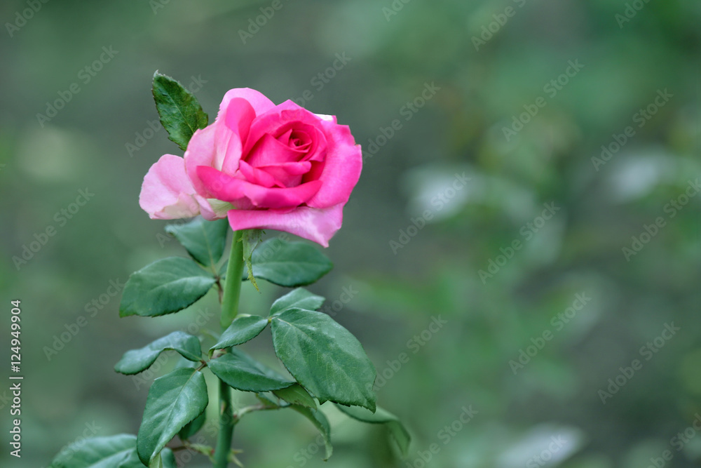 Close up view of beautiful rose on blurred background Close up view of beautiful rose on blurred background