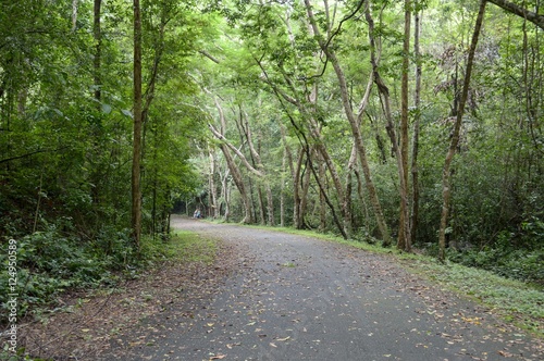 road in forest at Chonburi   Thailand