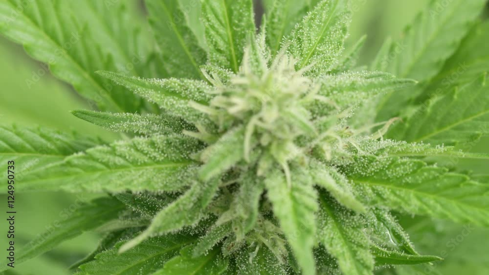 CLOSE UP, DOF: Weed bud with visible crystals of trichomes from bird's view CLOSE UP, DOF: Weed bud with visible crystals of trichomes from bird's view