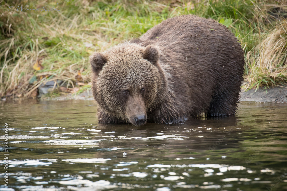 Small Alaskan Grizzly Bear standing in water with butt in air. Small Alaskan Grizzly Bear standing in water with butt in air.